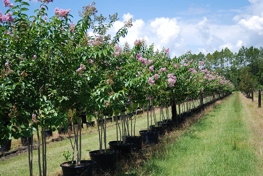 lagerstroemia-fauriei-muskogee-japanese-crape-myrtle