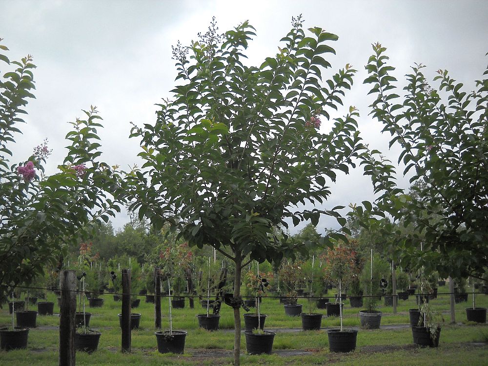 lagerstroemia-fauriei-muskogee-japanese-crape-myrtle