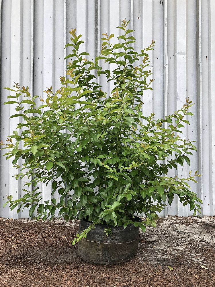 lagerstroemia-fauriei-muskogee-japanese-crape-myrtle