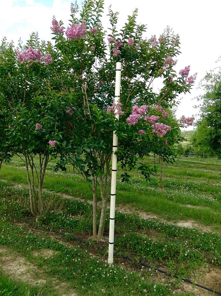 lagerstroemia-fauriei-muskogee-japanese-crape-myrtle