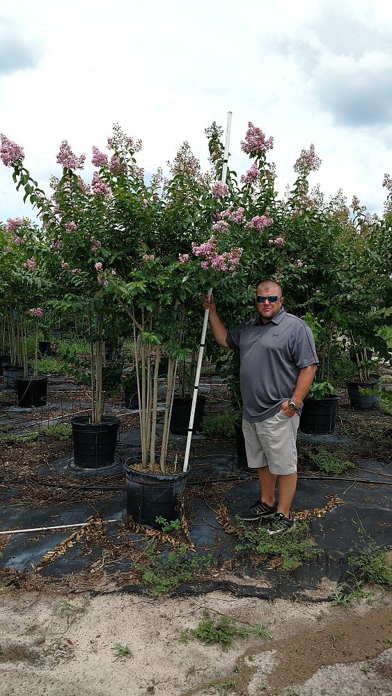 lagerstroemia-fauriei-muskogee-japanese-crape-myrtle