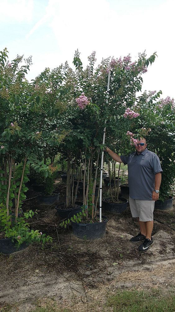 lagerstroemia-fauriei-muskogee-japanese-crape-myrtle