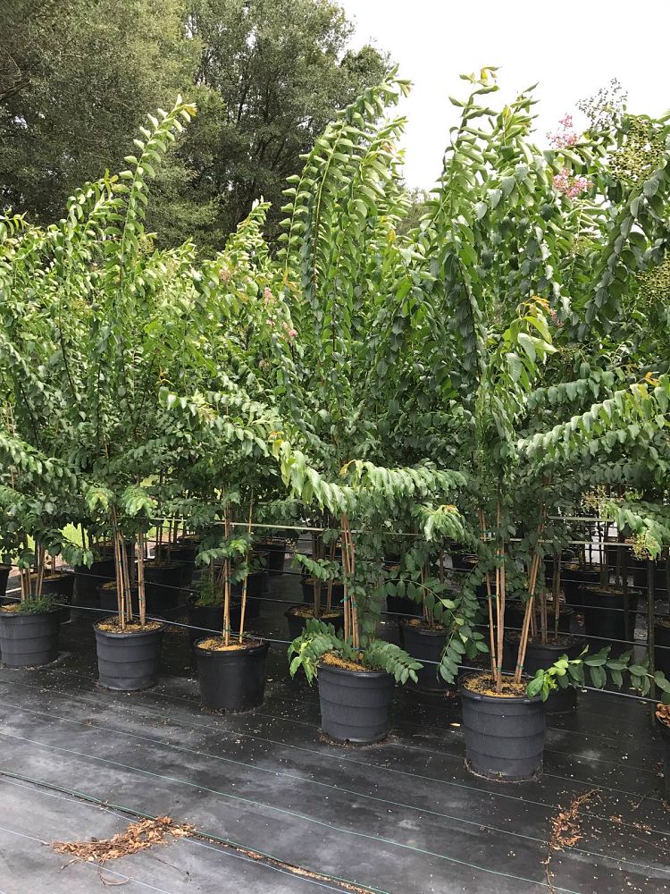 lagerstroemia-fauriei-muskogee-japanese-crape-myrtle