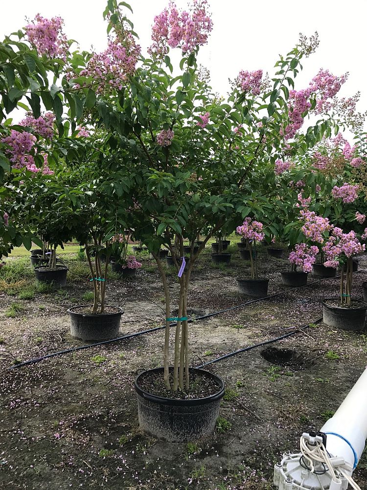 lagerstroemia-fauriei-muskogee-japanese-crape-myrtle