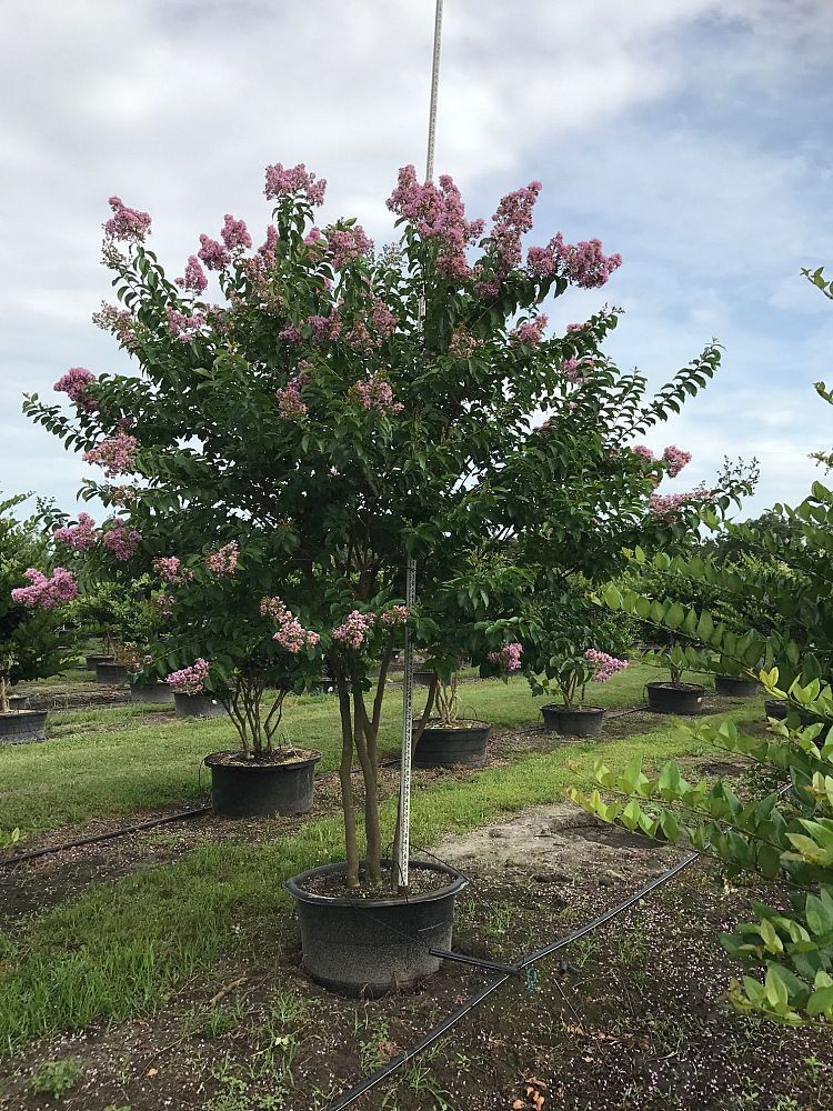 lagerstroemia-fauriei-muskogee-japanese-crape-myrtle