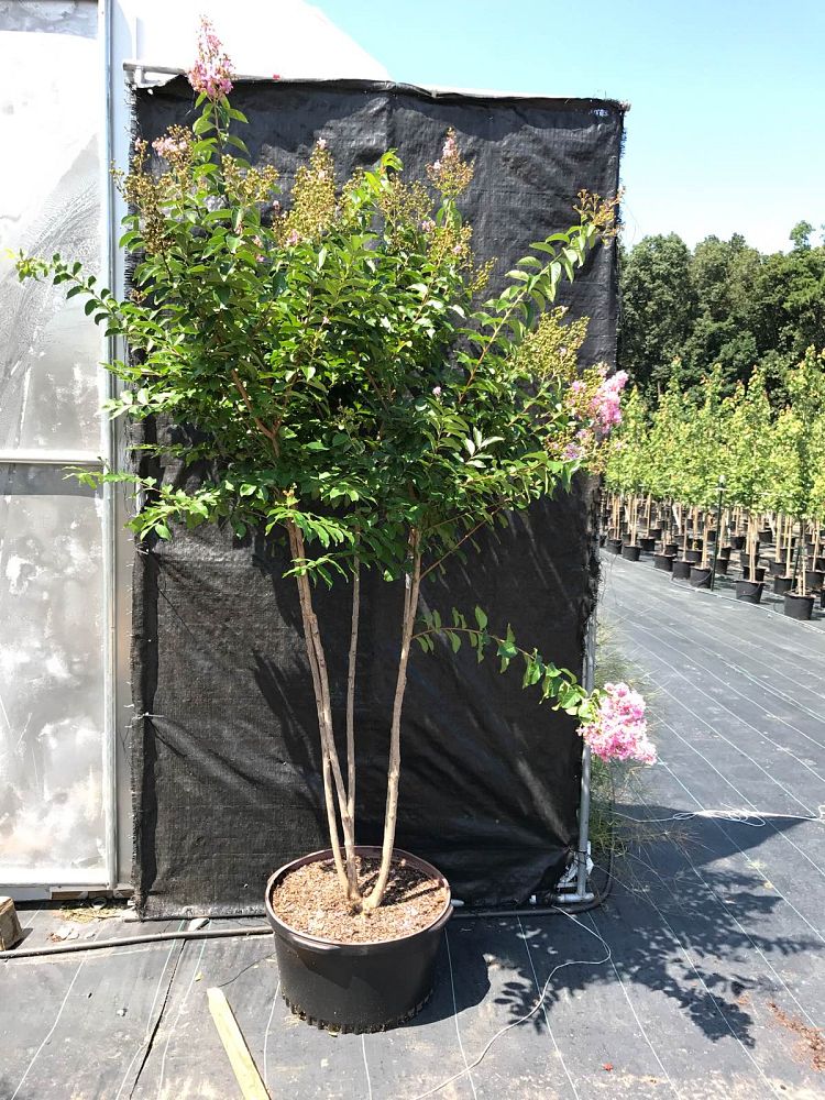 lagerstroemia-fauriei-muskogee-japanese-crape-myrtle