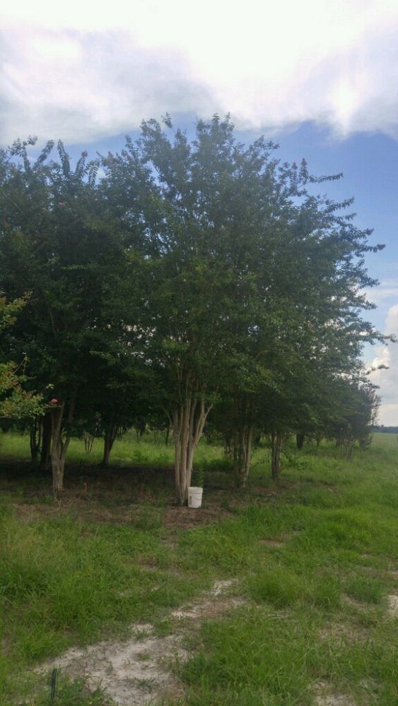 lagerstroemia-fauriei-muskogee-japanese-crape-myrtle