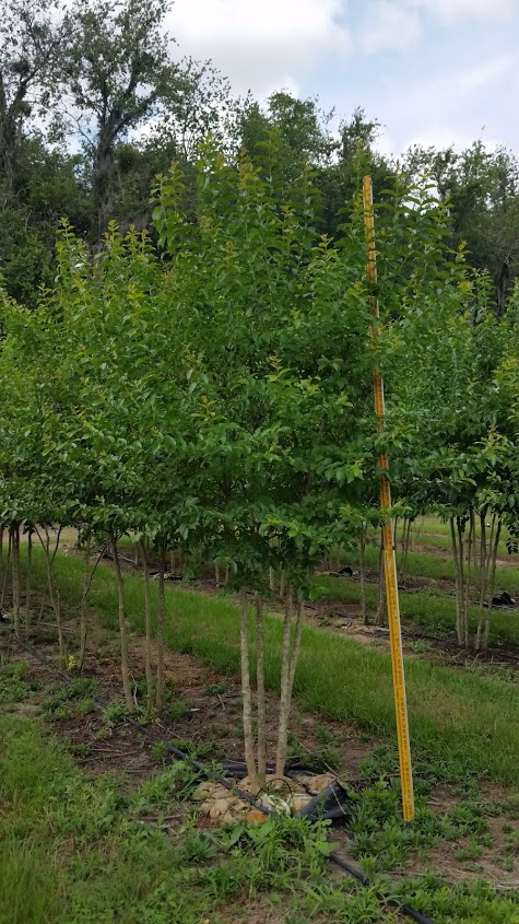 lagerstroemia-fauriei-muskogee-japanese-crape-myrtle
