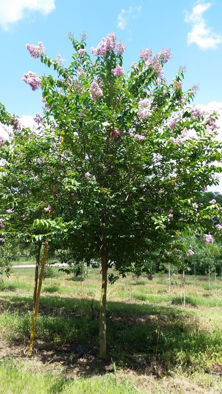 lagerstroemia-fauriei-muskogee-japanese-crape-myrtle
