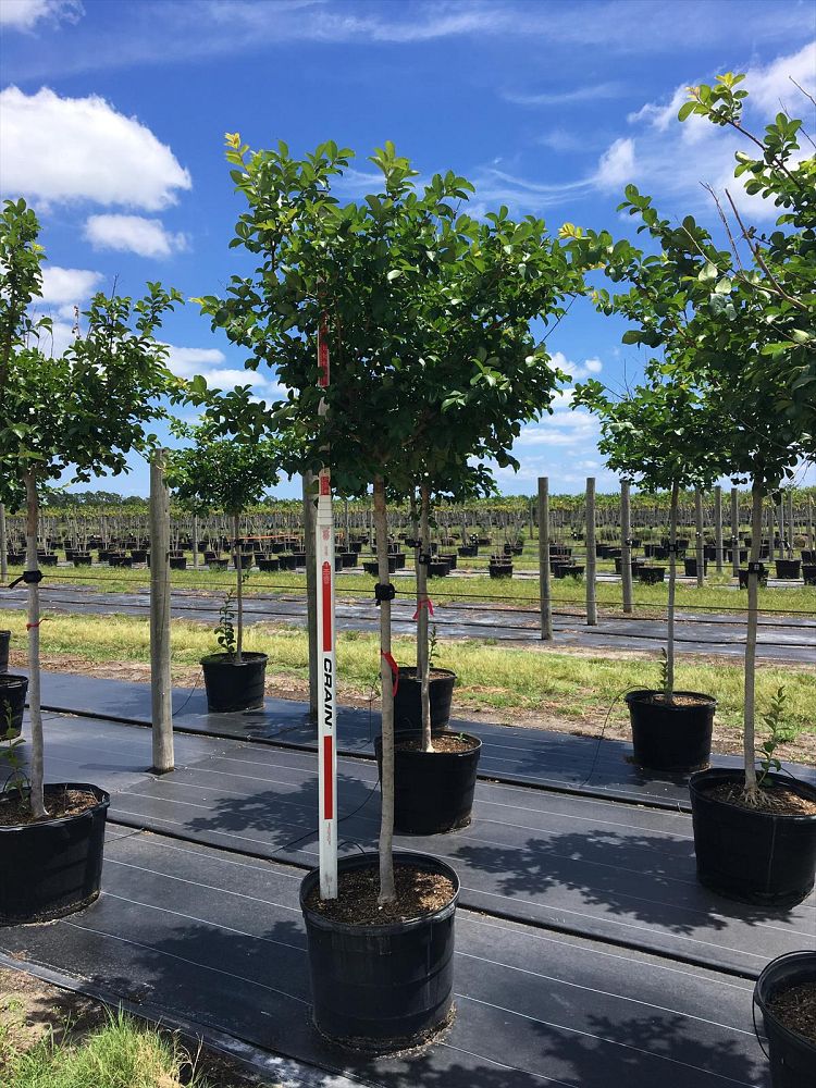 lagerstroemia-fauriei-muskogee-japanese-crape-myrtle