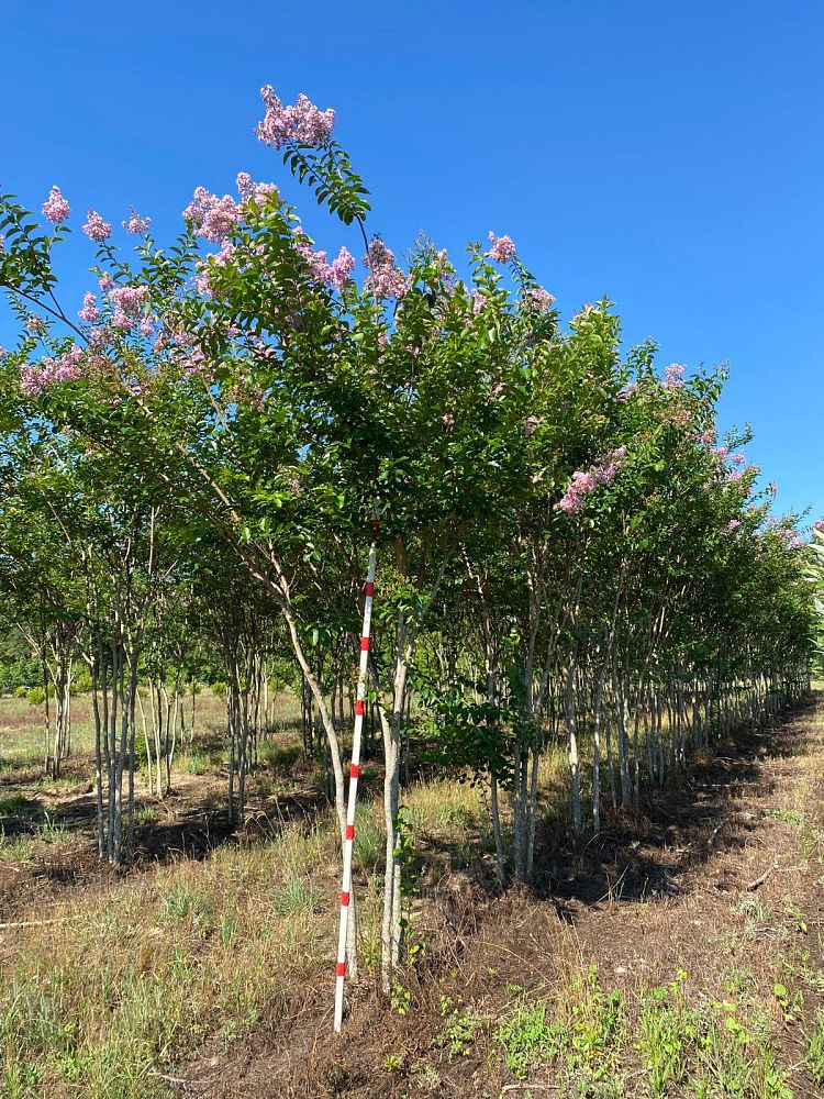 lagerstroemia-fauriei-muskogee-japanese-crape-myrtle