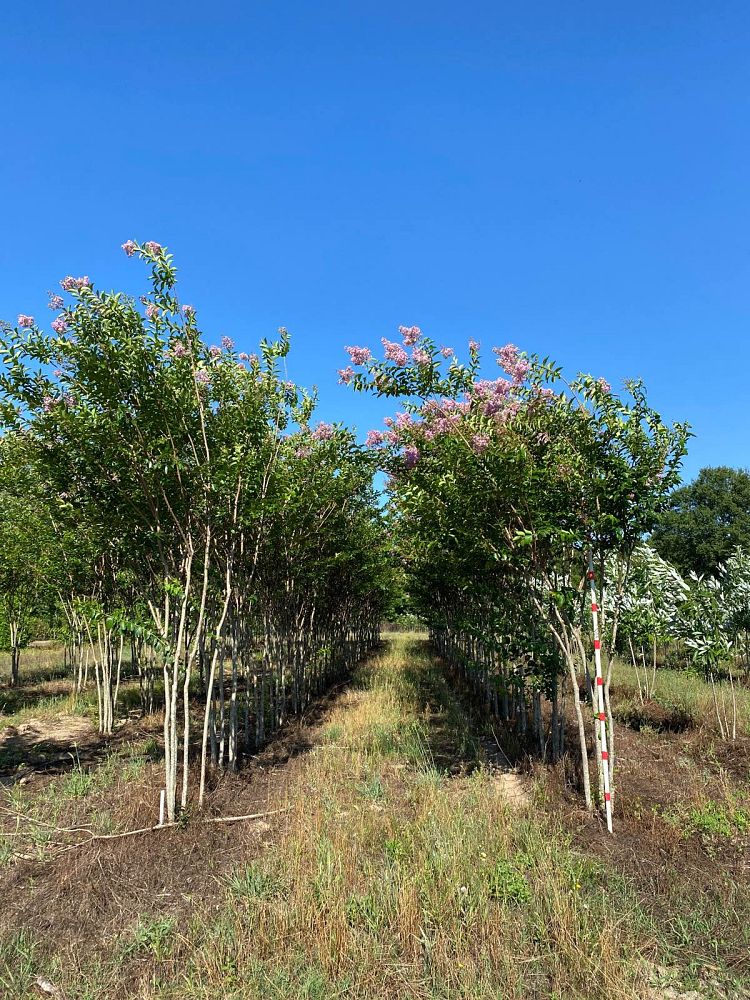 lagerstroemia-fauriei-muskogee-japanese-crape-myrtle