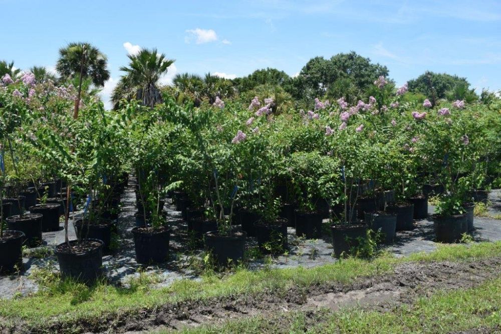 lagerstroemia-fauriei-muskogee-japanese-crape-myrtle