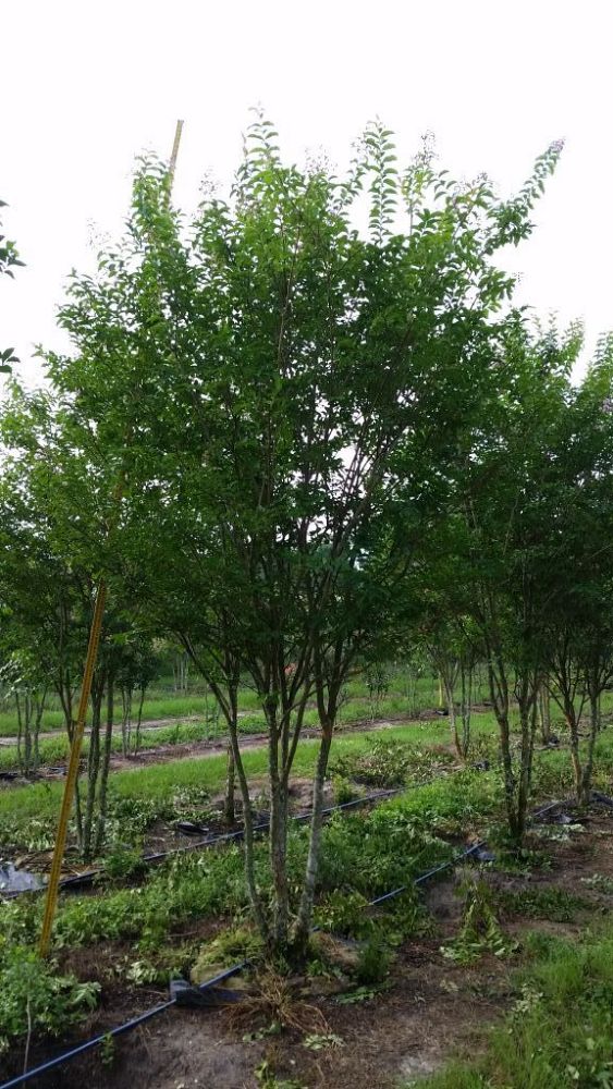 lagerstroemia-fauriei-muskogee-japanese-crape-myrtle