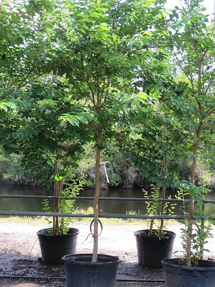 lagerstroemia-fauriei-muskogee-japanese-crape-myrtle
