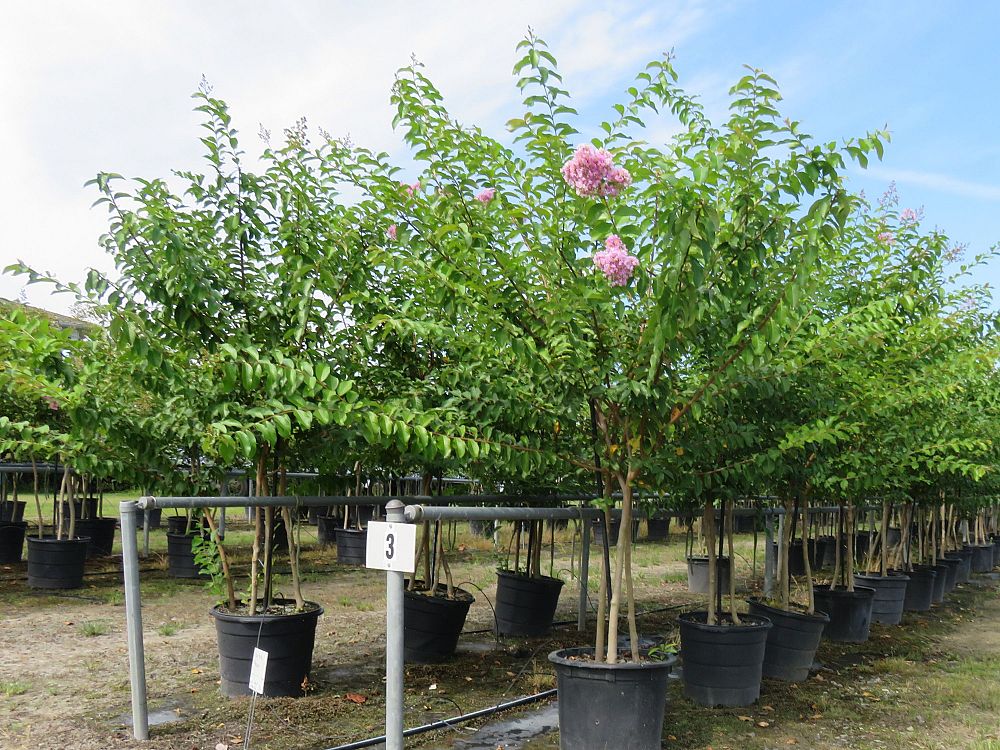 lagerstroemia-fauriei-muskogee-japanese-crape-myrtle