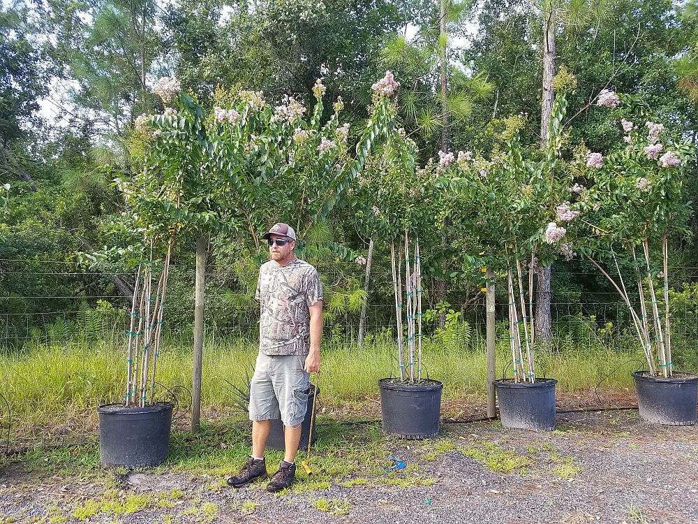 lagerstroemia-fauriei-muskogee-japanese-crape-myrtle