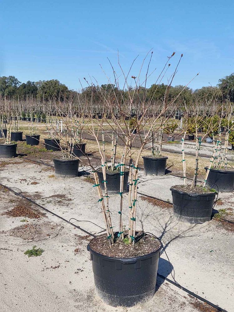 lagerstroemia-fauriei-muskogee-japanese-crape-myrtle