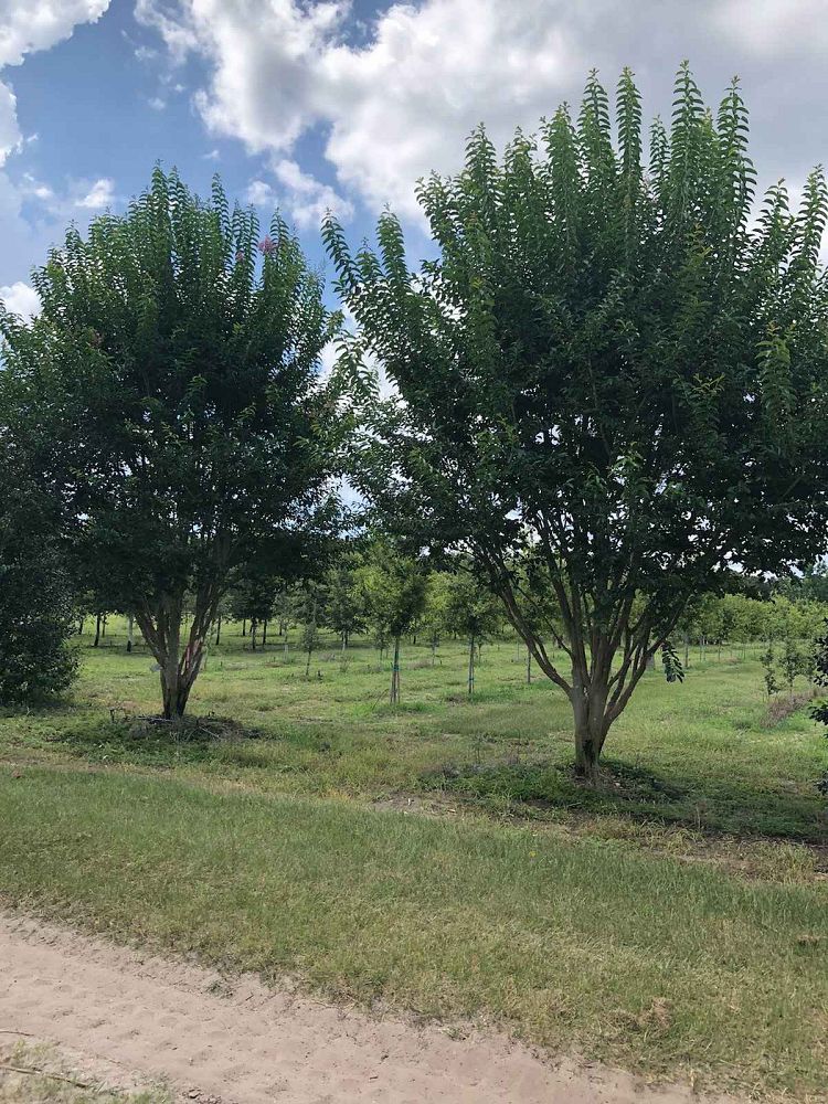 lagerstroemia-fauriei-muskogee-japanese-crape-myrtle