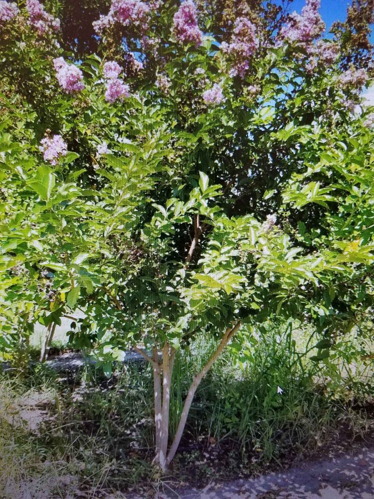 lagerstroemia-fauriei-muskogee-japanese-crape-myrtle