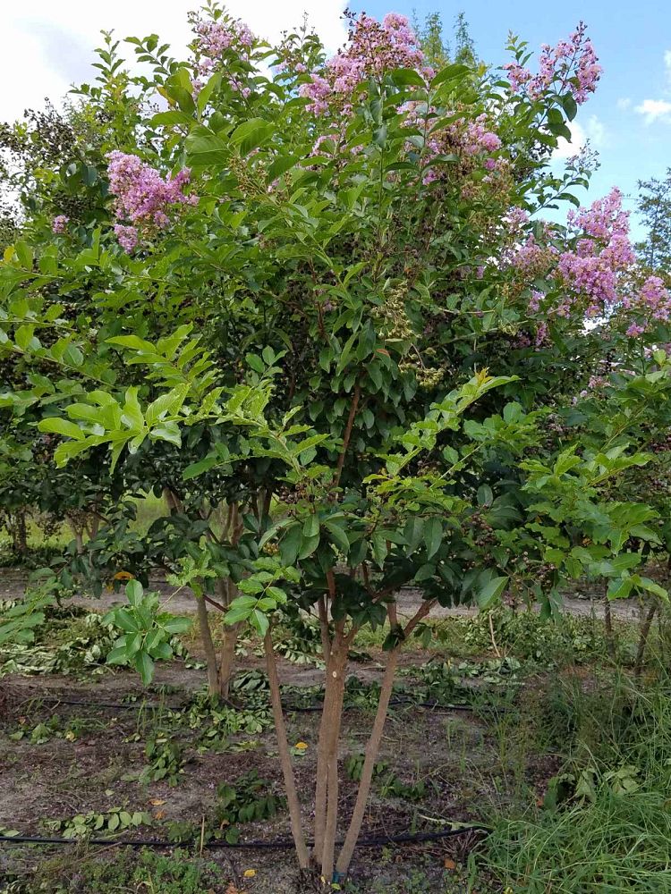 lagerstroemia-fauriei-muskogee-japanese-crape-myrtle
