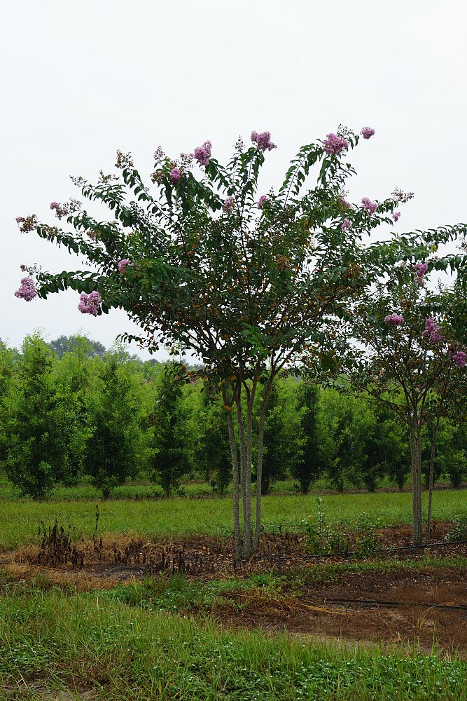 lagerstroemia-fauriei-muskogee-japanese-crape-myrtle