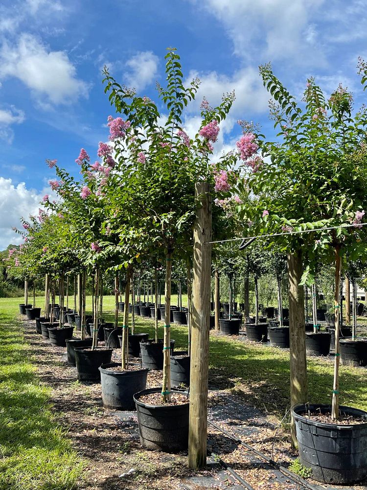 lagerstroemia-fauriei-muskogee-japanese-crape-myrtle