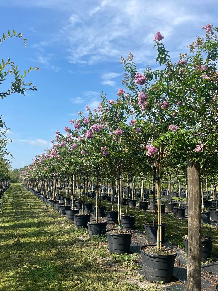 lagerstroemia-fauriei-muskogee-japanese-crape-myrtle