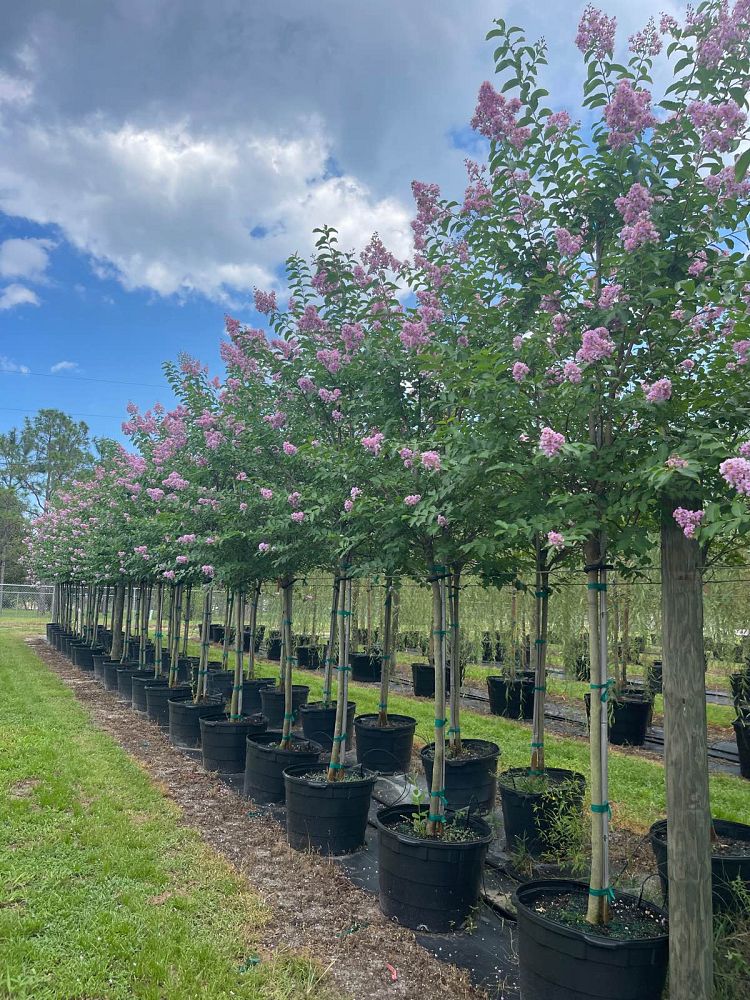 lagerstroemia-fauriei-muskogee-japanese-crape-myrtle