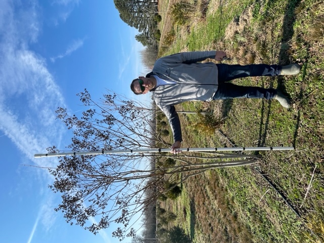 lagerstroemia-fauriei-muskogee-japanese-crape-myrtle