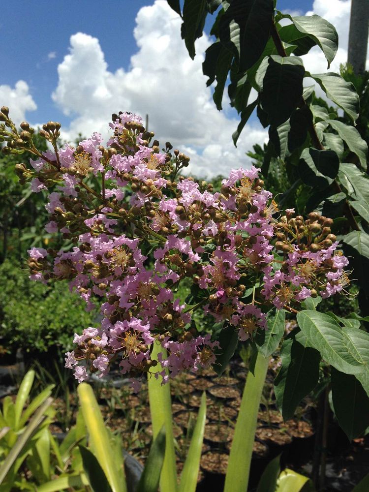 lagerstroemia-fauriei-muskogee-japanese-crape-myrtle