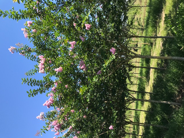 lagerstroemia-fauriei-muskogee-japanese-crape-myrtle