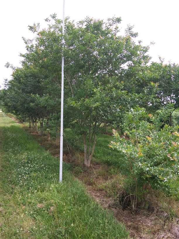 lagerstroemia-fauriei-muskogee-japanese-crape-myrtle