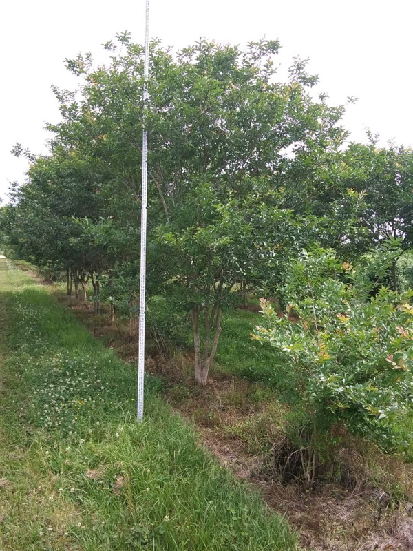 lagerstroemia-fauriei-muskogee-japanese-crape-myrtle