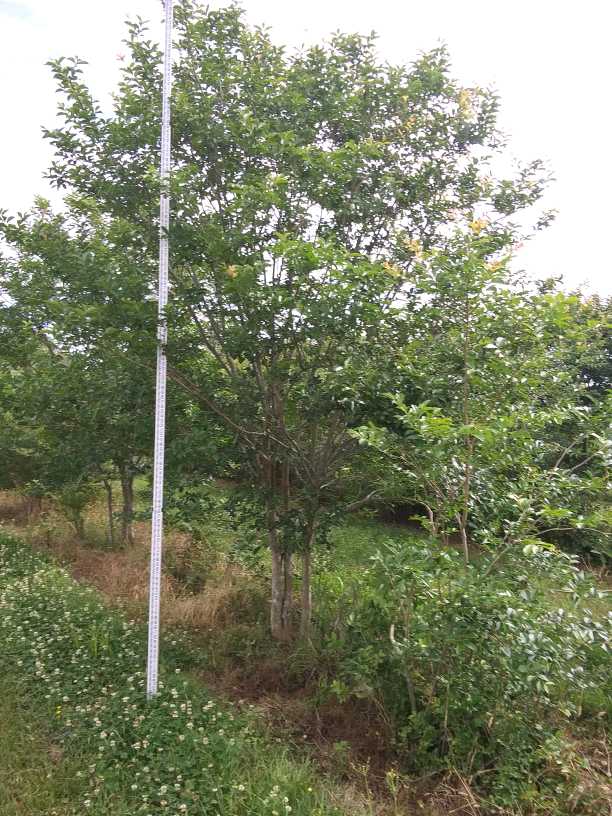 lagerstroemia-fauriei-muskogee-japanese-crape-myrtle