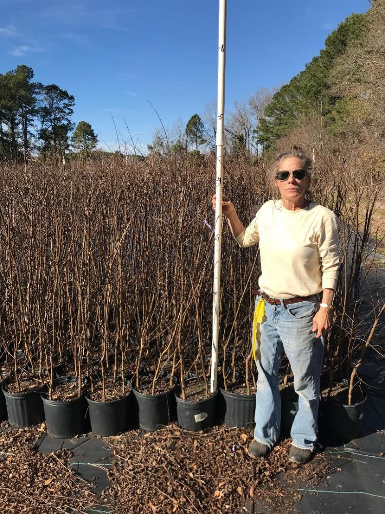 lagerstroemia-fauriei-muskogee-japanese-crape-myrtle