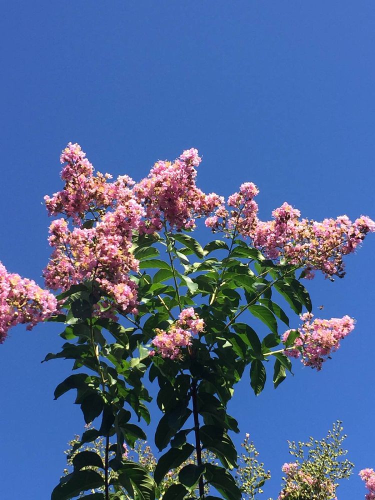 lagerstroemia-fauriei-muskogee-japanese-crape-myrtle