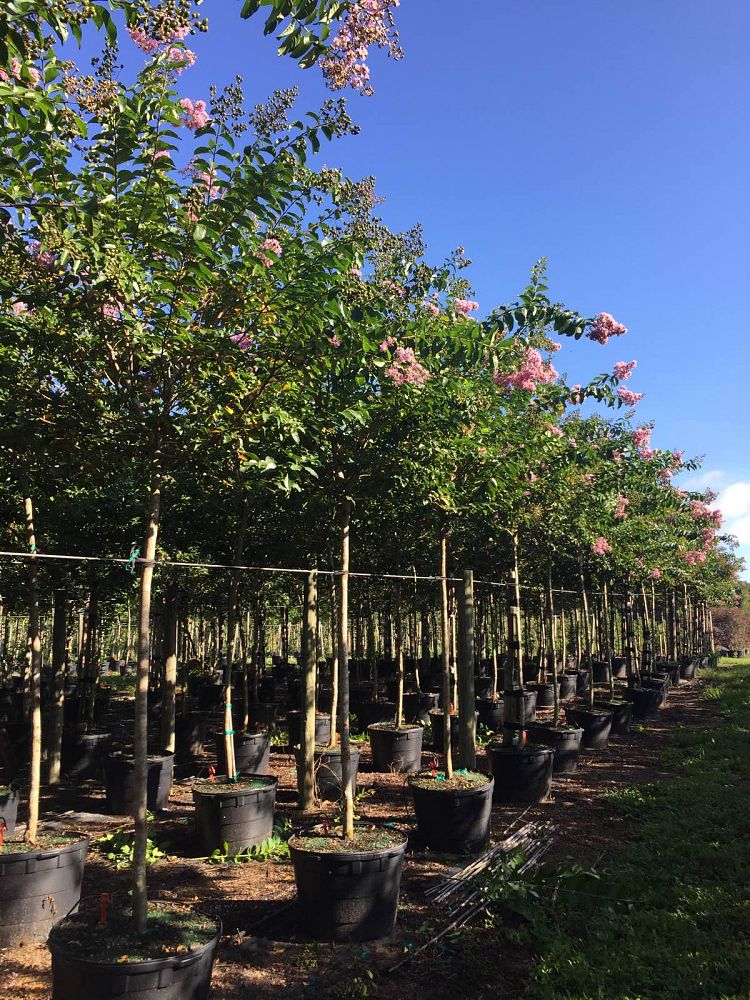lagerstroemia-fauriei-muskogee-japanese-crape-myrtle