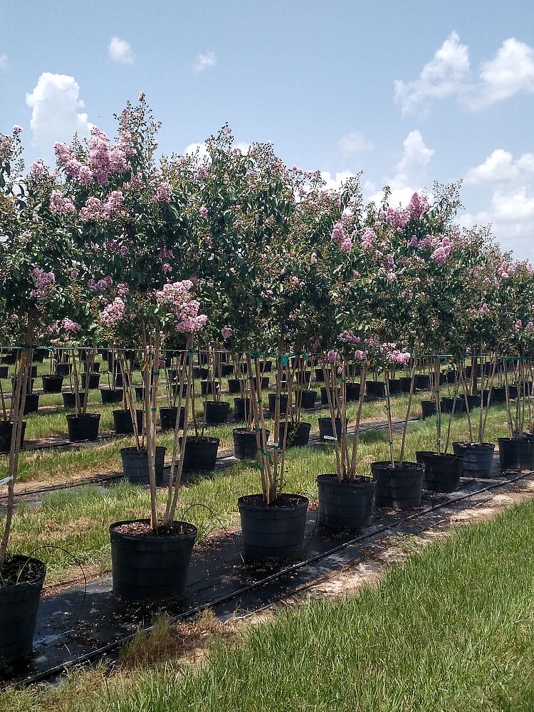 lagerstroemia-fauriei-muskogee-japanese-crape-myrtle