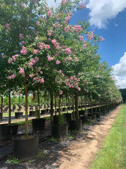 lagerstroemia-fauriei-muskogee-japanese-crape-myrtle