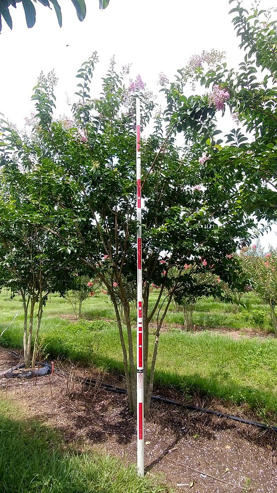 lagerstroemia-fauriei-muskogee-japanese-crape-myrtle