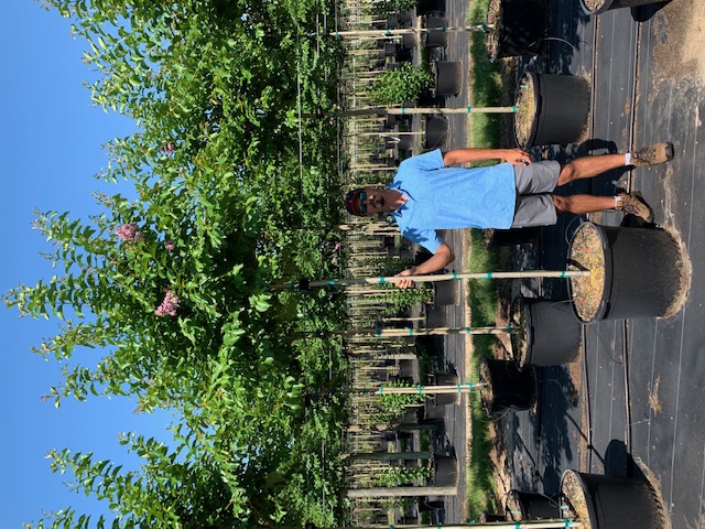 lagerstroemia-fauriei-muskogee-japanese-crape-myrtle