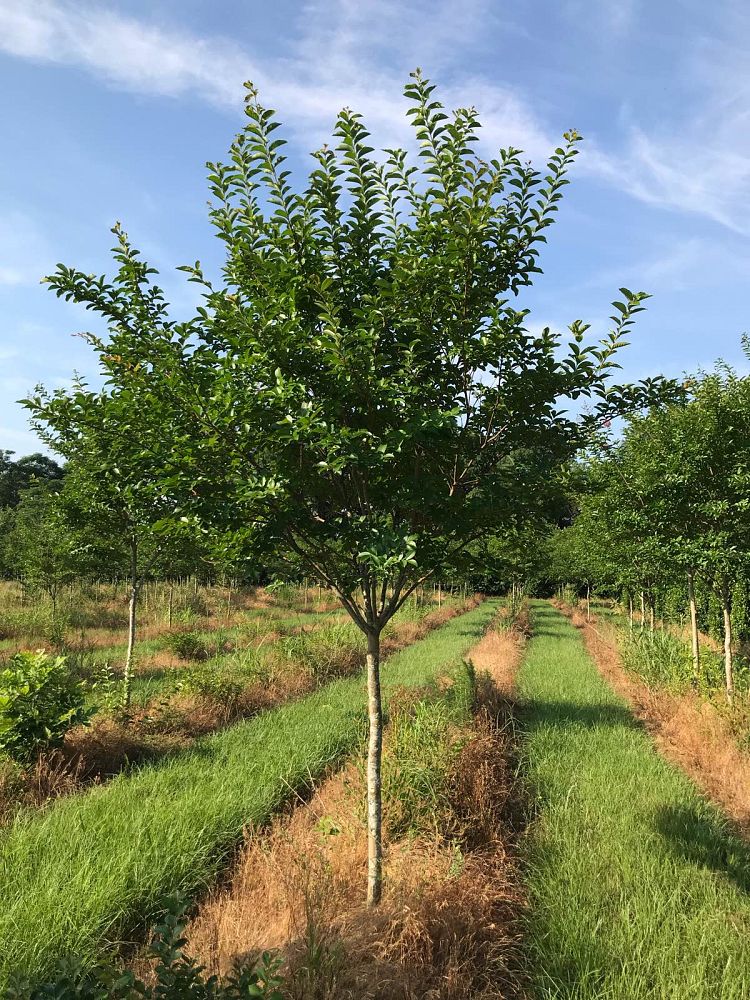 lagerstroemia-fauriei-muskogee-japanese-crape-myrtle