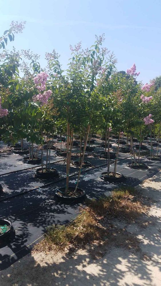 lagerstroemia-fauriei-muskogee-japanese-crape-myrtle