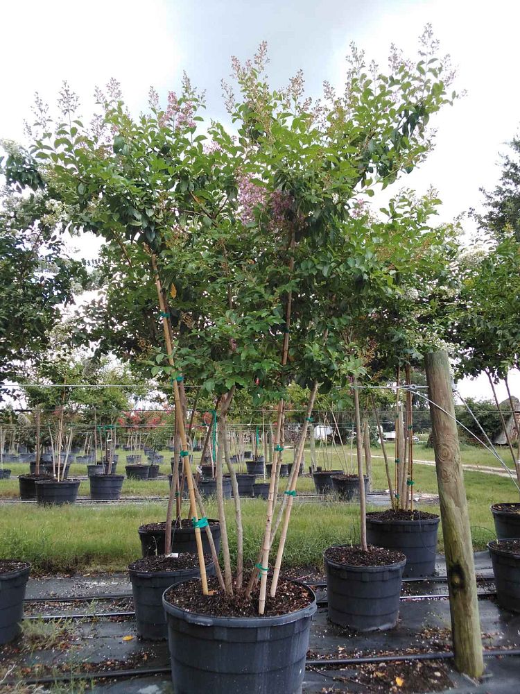 lagerstroemia-fauriei-muskogee-japanese-crape-myrtle
