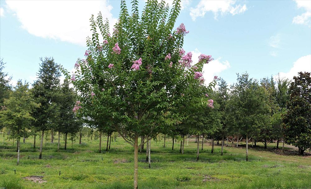 lagerstroemia-fauriei-muskogee-japanese-crape-myrtle
