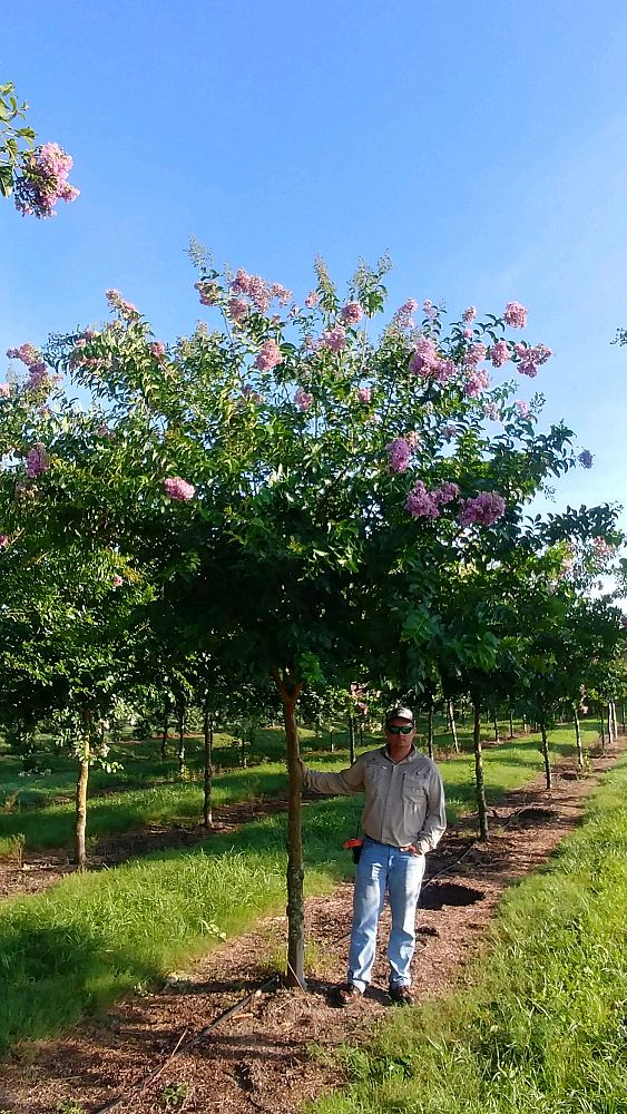lagerstroemia-fauriei-muskogee-japanese-crape-myrtle