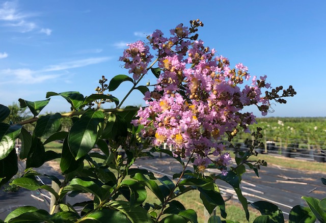 lagerstroemia-fauriei-muskogee-japanese-crape-myrtle