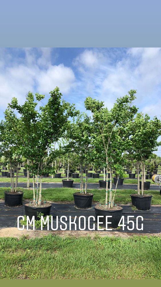 lagerstroemia-fauriei-muskogee-japanese-crape-myrtle