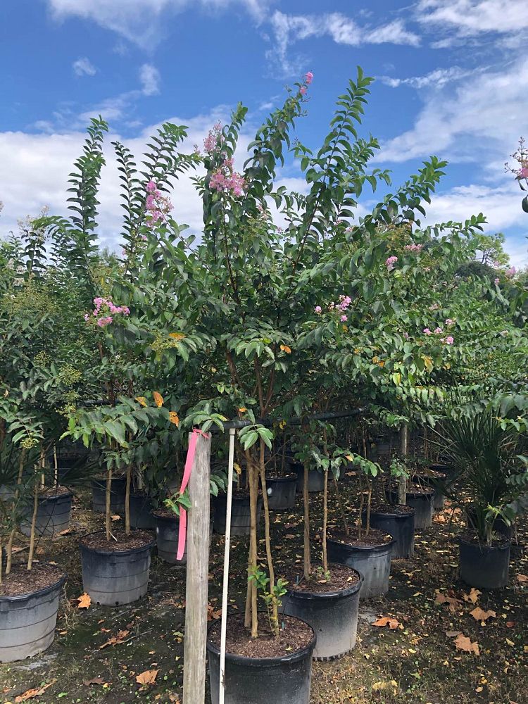 lagerstroemia-fauriei-muskogee-japanese-crape-myrtle